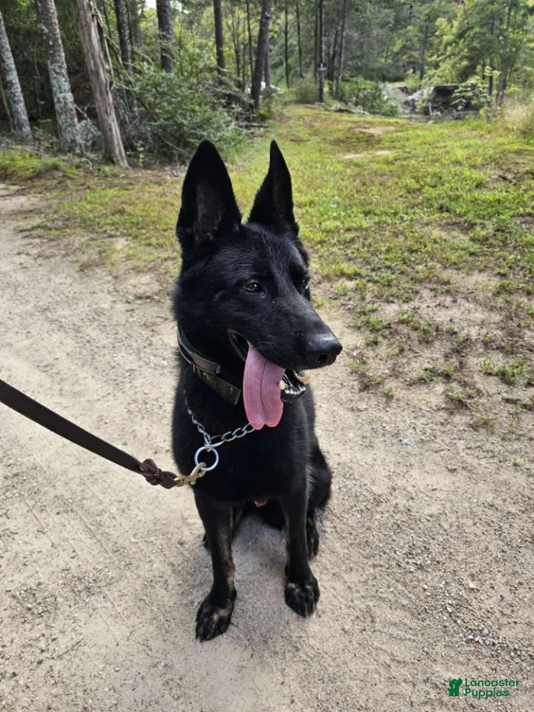 German Shepherd dogs for sale: Bady - Ad 2