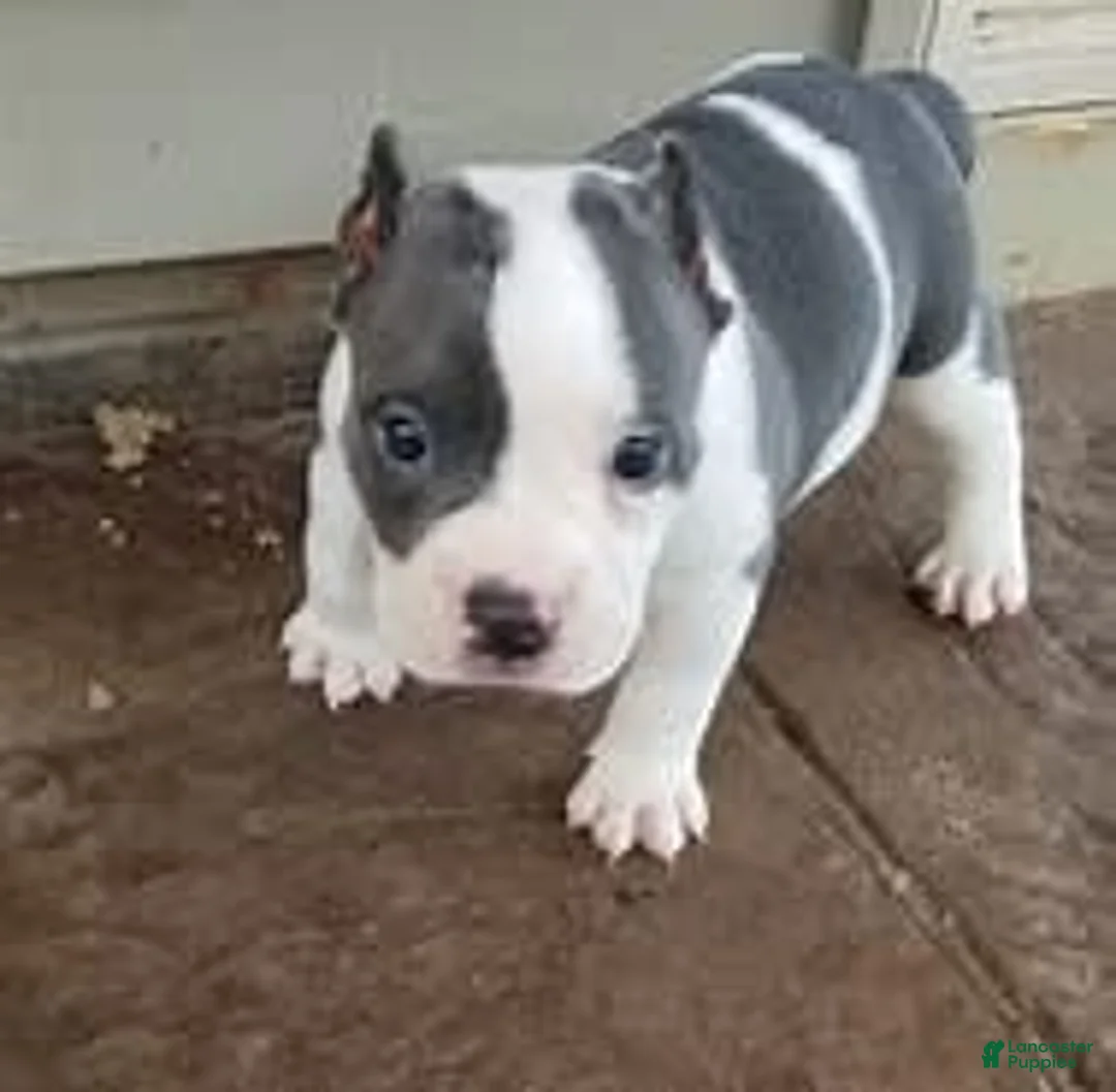 Gallery Image {{count}}