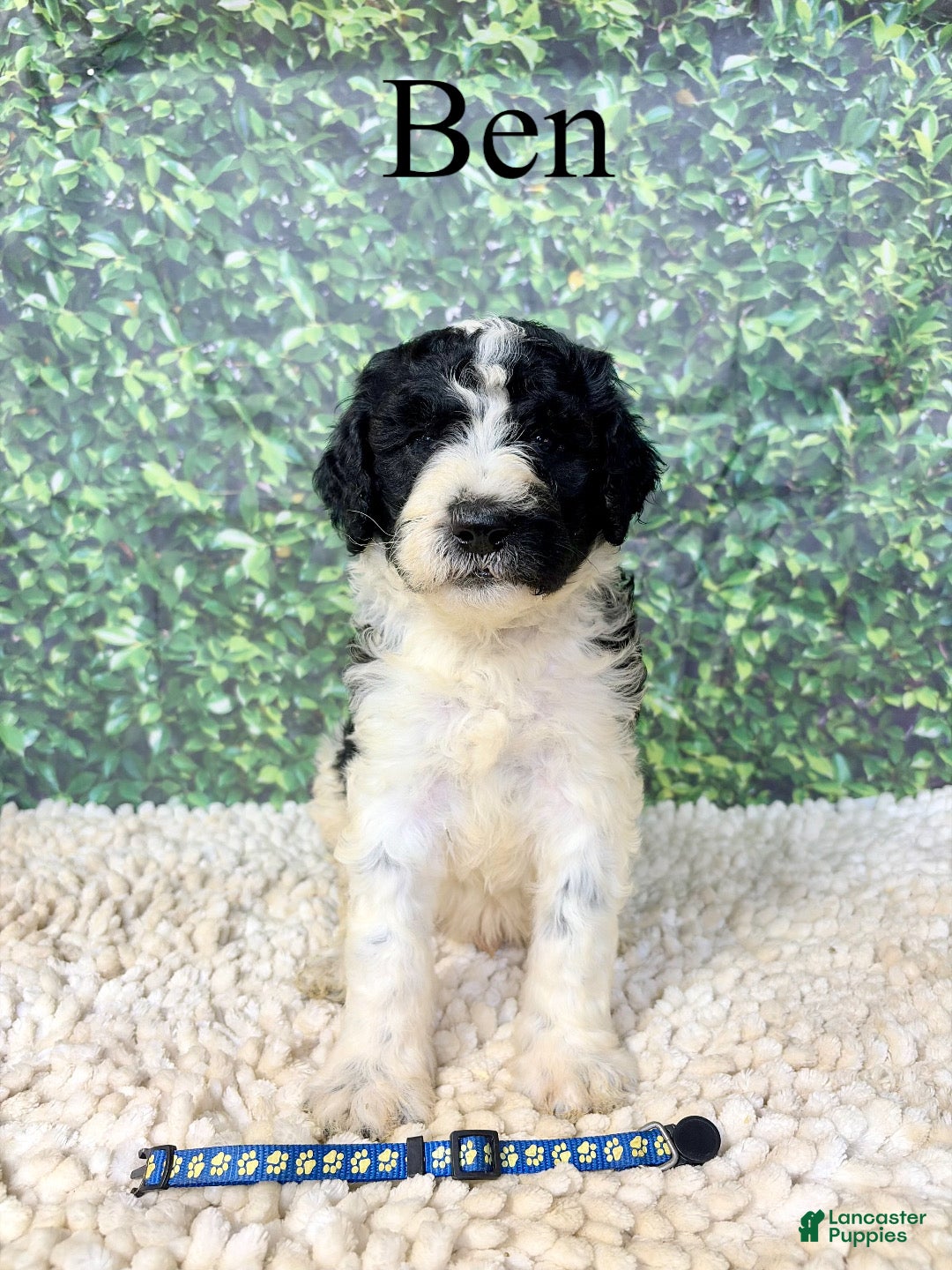 Saint Berdoodles dogs Ben  - Ad 1
