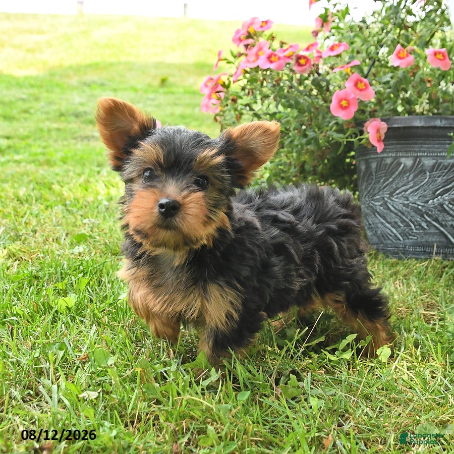 Yorkshire Terrier dogs Misty - Ad 1