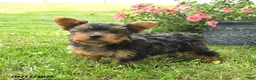 Yorkshire Terrier dogs for sale: Misty - Ad 1