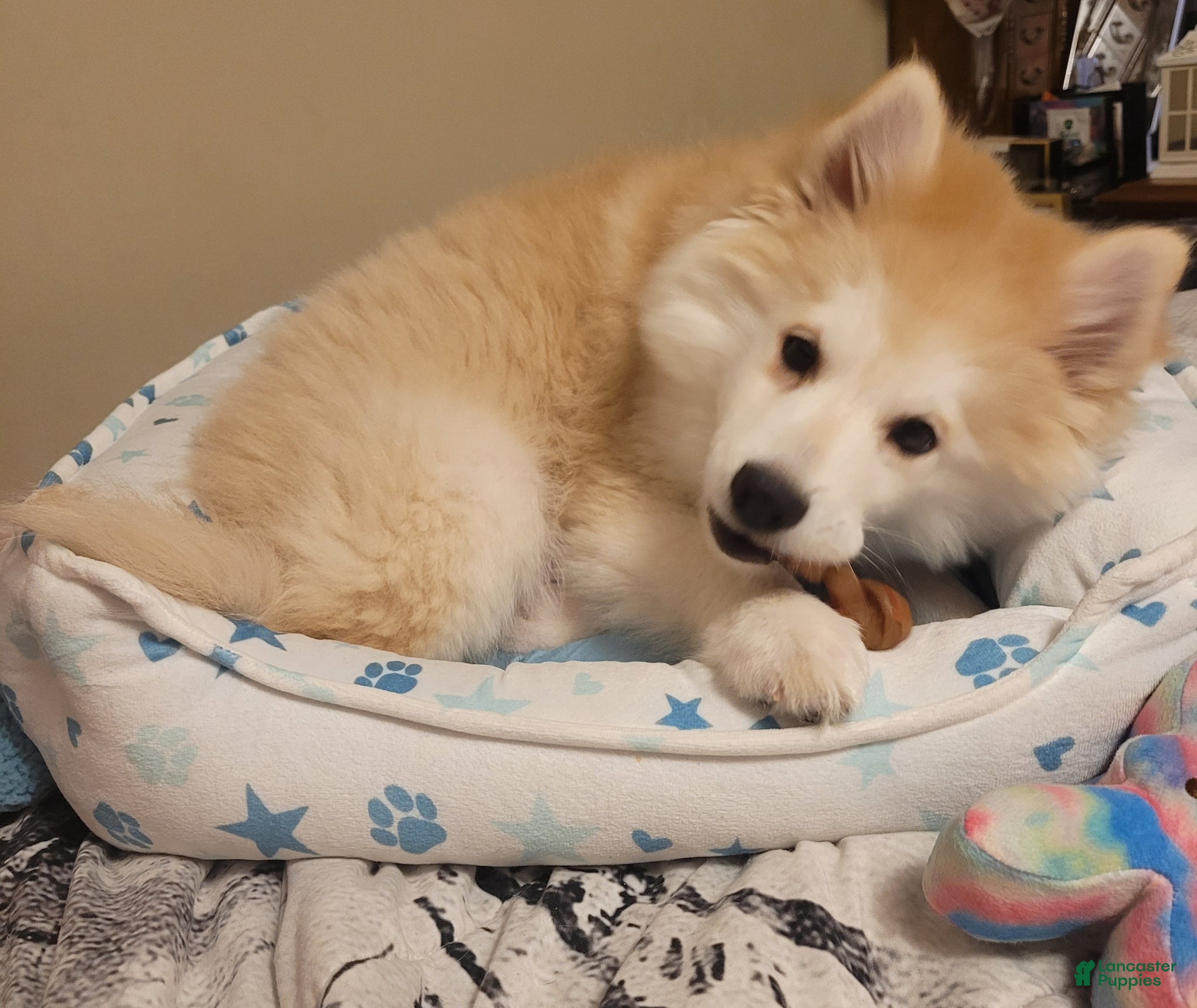 Pomsky dogs Enzo - Ad 2