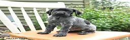 German Shorthaired Pointer dogs for sale: Royal - Ad 5