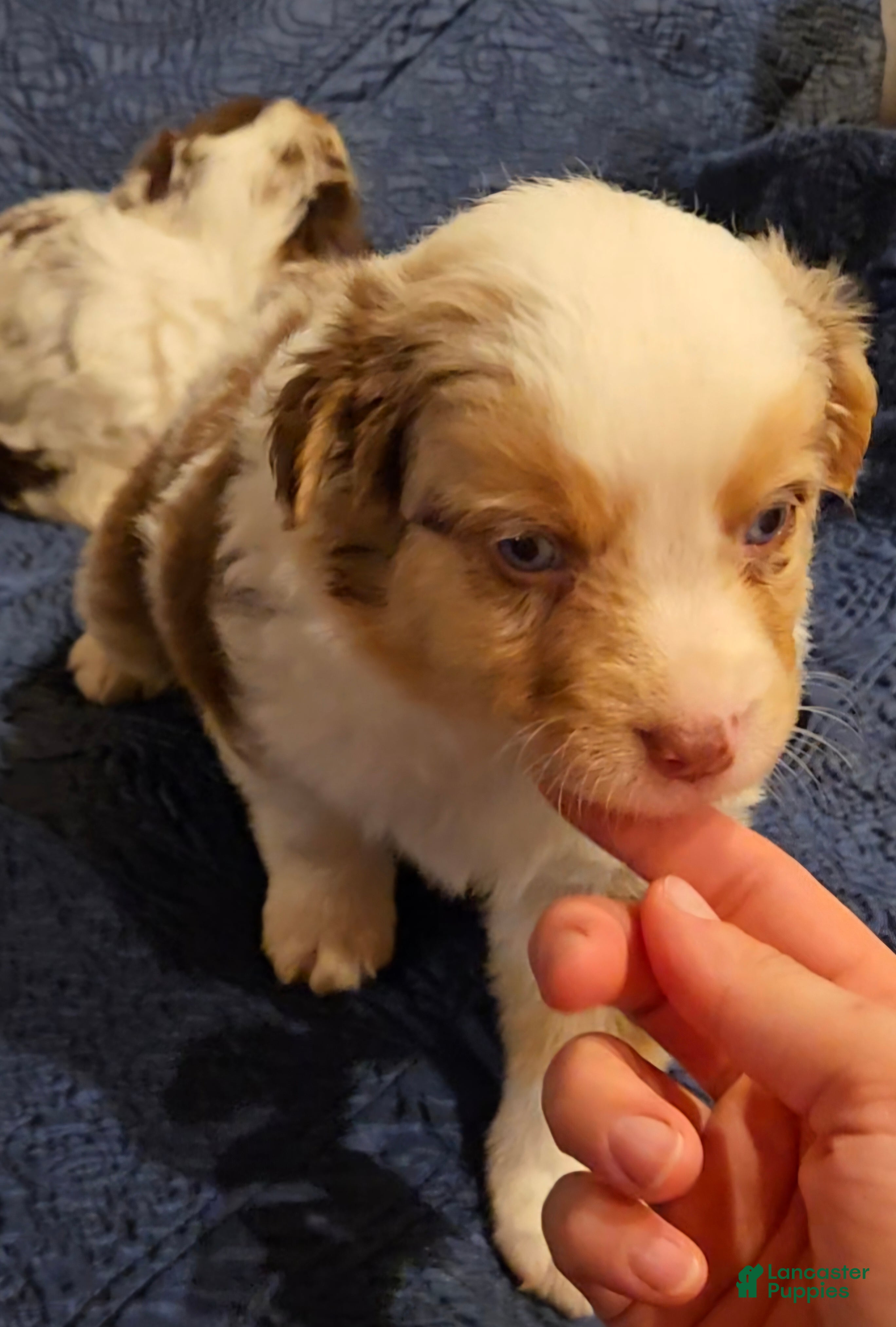 Australian Shepherd dogs Australian Shepherd 3 - Ad 1