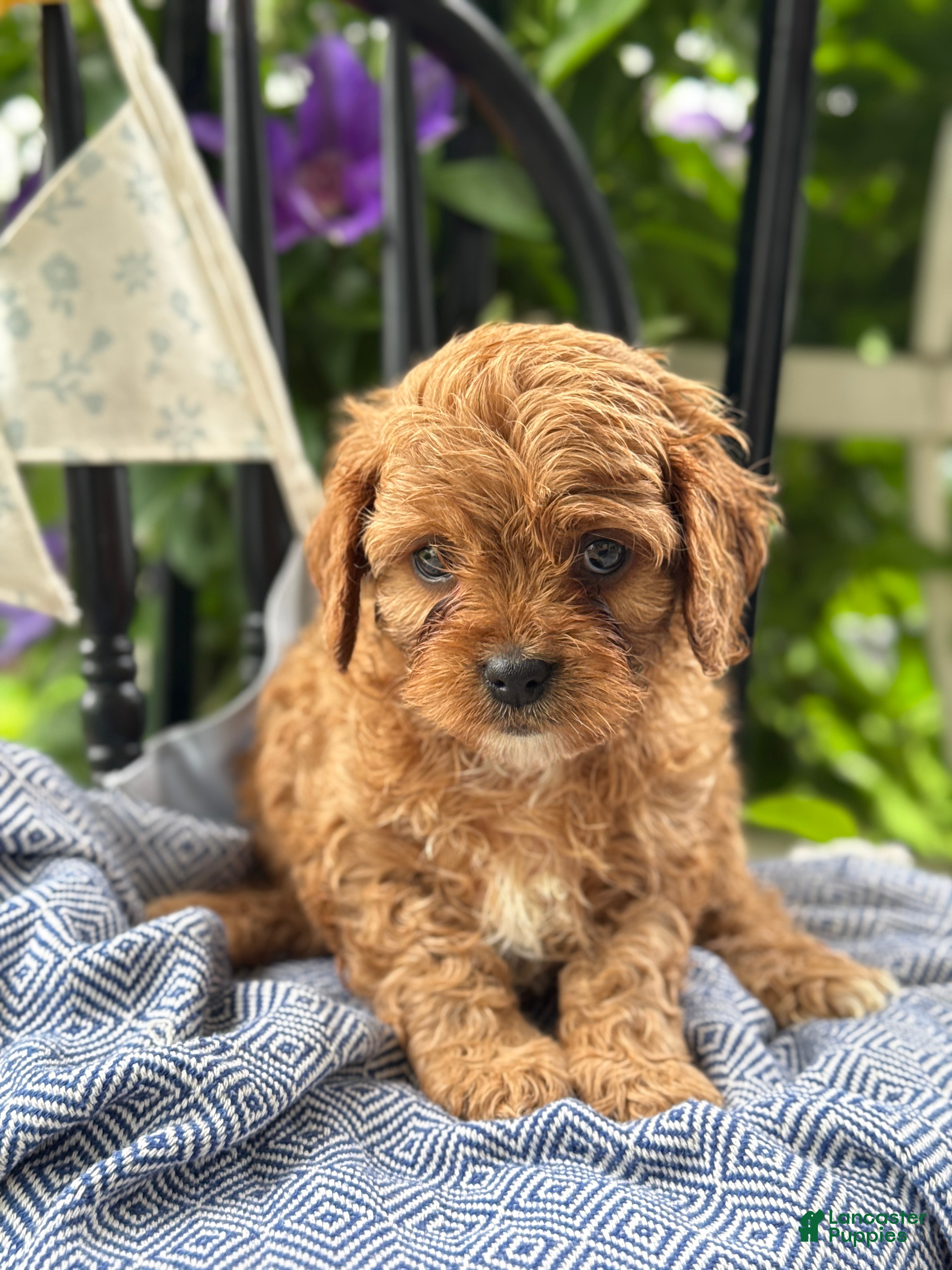 Cavapoo dogs Judd - Ad 1