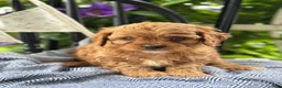 Cavapoo dogs for sale: Judd - Ad 1