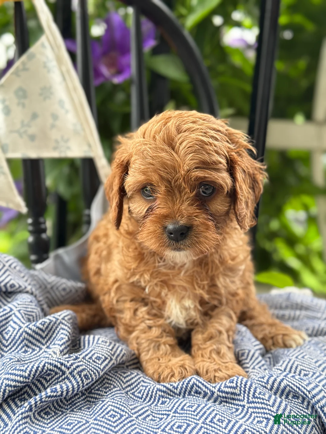 Cavapoo dogs for sale: Judd - Ad 1