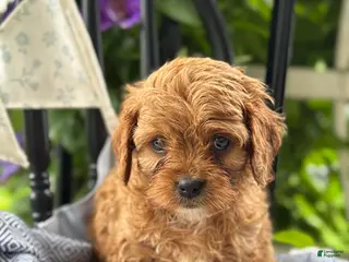 Cavapoo dogs for sale: Judd - Ad 2