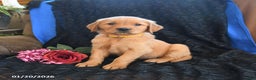 Golden Retriever dogs for sale: Jewel - Ad 2