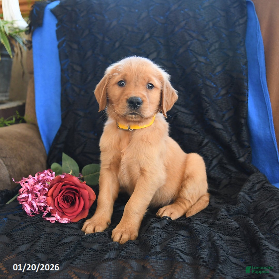 Golden Retriever dogs for sale: Jewel - Ad 2