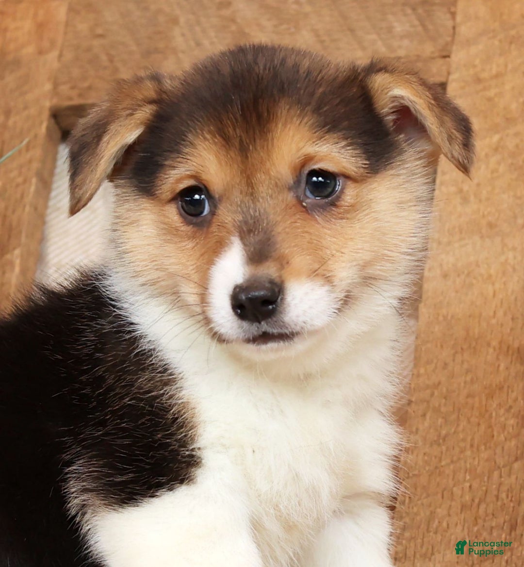 Welsh Corgi Pembroke dogs for sale: Carli - Ad 9