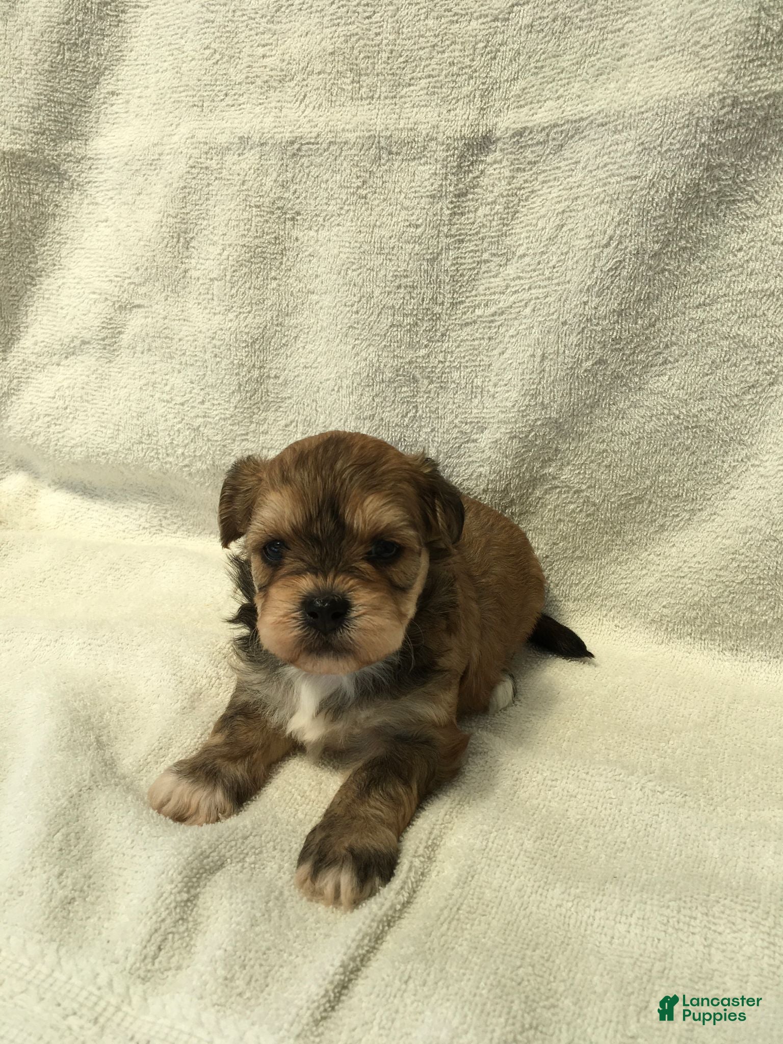 Shihpoo dogs Rose - Ad 1