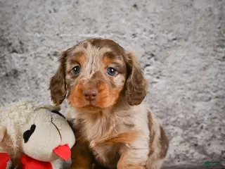 Miniature Dachshund dogs for sale: Callie - Ad 1