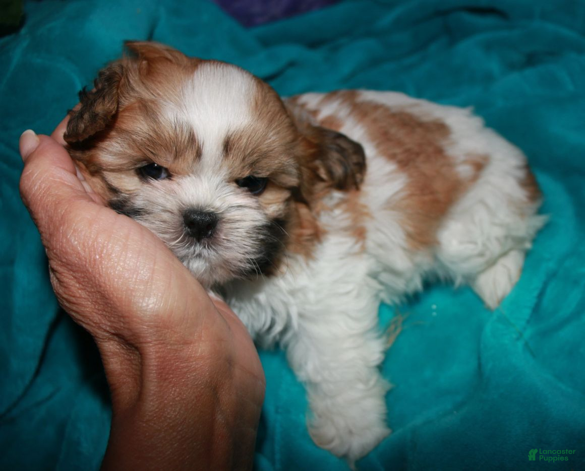 Shih Tzu dogs Mojo - Ad 2