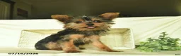 Yorkshire Terrier dogs for sale: Patrick - Ad 4