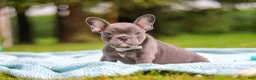 French Bulldog dogs for sale: Ollie - Ad 10