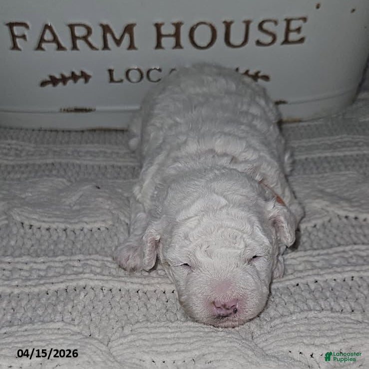 Toy Poodle dogs Teddy - Ad 1