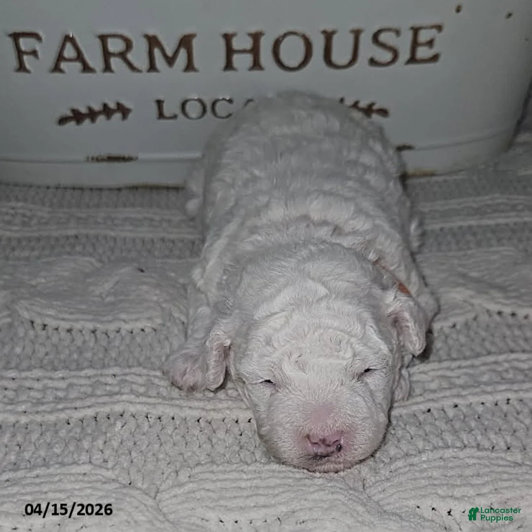 Toy Poodle dogs for sale: Teddy - Ad 1