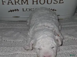 Toy Poodle dogs for sale: Teddy - Ad 1