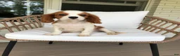Cavalier King Charles Spaniel dogs for sale: Cavalier King Charles Spaniel 1 - Ad 12