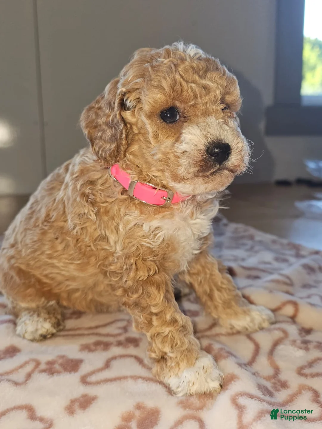 Miniature Poodle dogs for sale: Mia - Ad 2