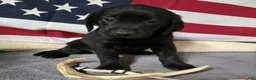 Labrador Retriever dogs for sale: Tan Collar - Ad 1