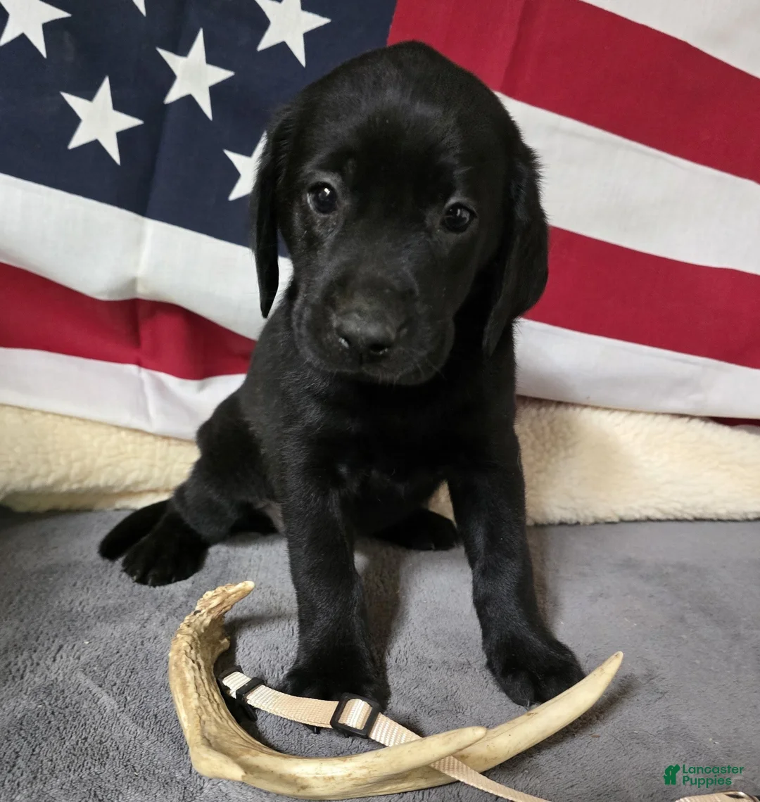 Labrador Retriever dogs for sale: Tan Collar - Ad 1