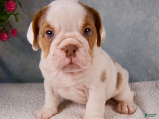 Mixed Breed dogs - Ad 16