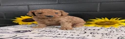 Goldendoodle dogs for sale: Lolly  - Ad 10