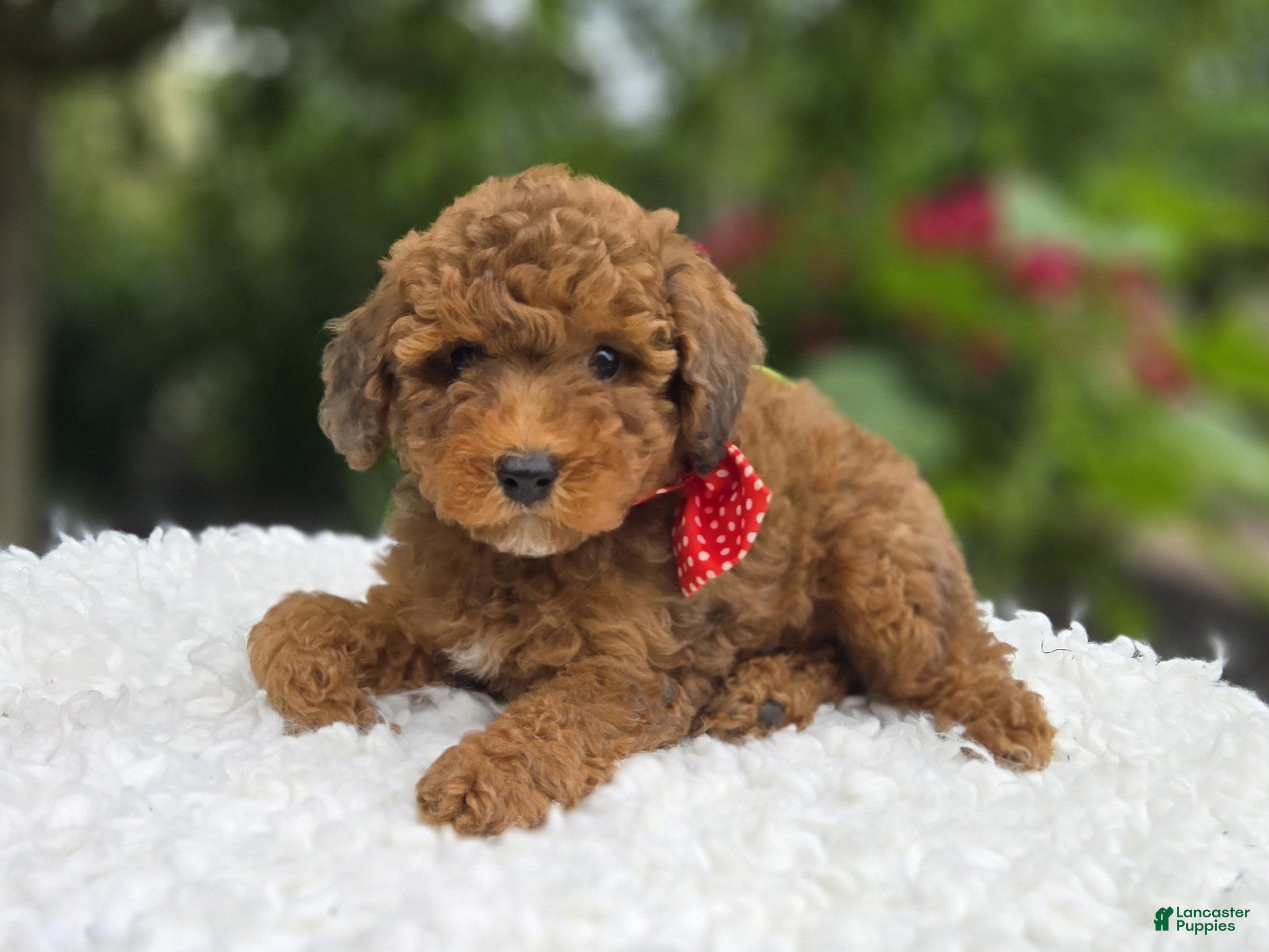 Miniature Poodle dogs Biff - Ad 1