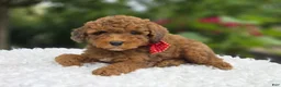 Miniature Poodle dogs for sale: Biff - Ad 1