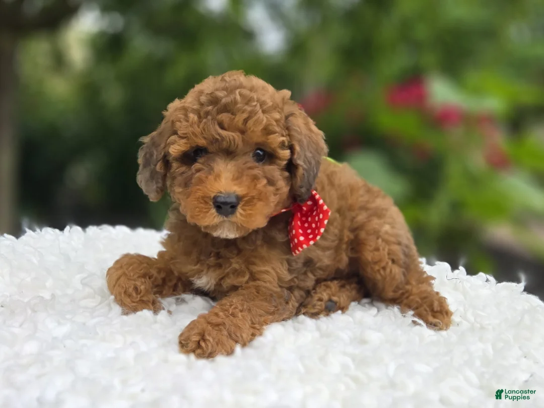 Miniature Poodle dogs for sale: Biff - Ad 1
