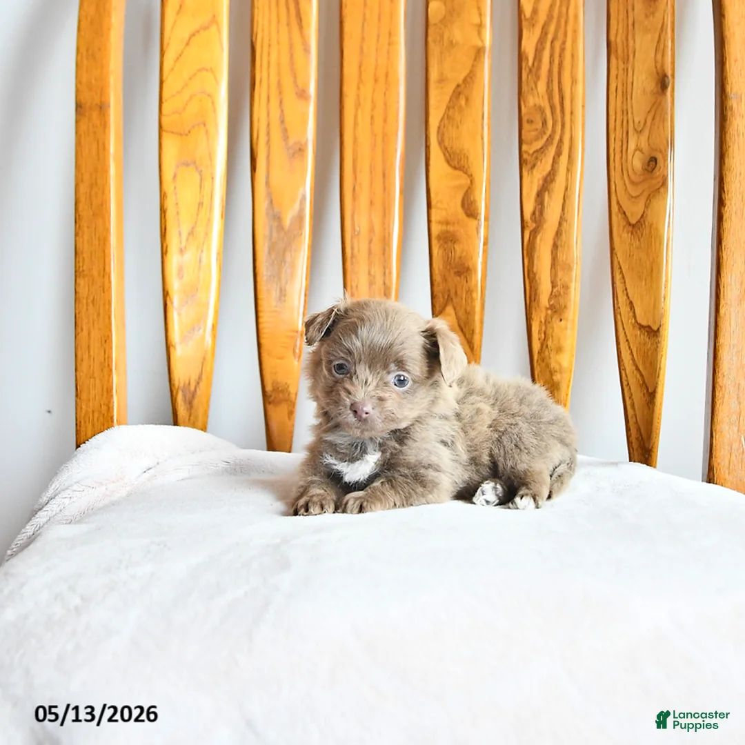 Pomapoo dogs for sale: Lacey - Ad 2