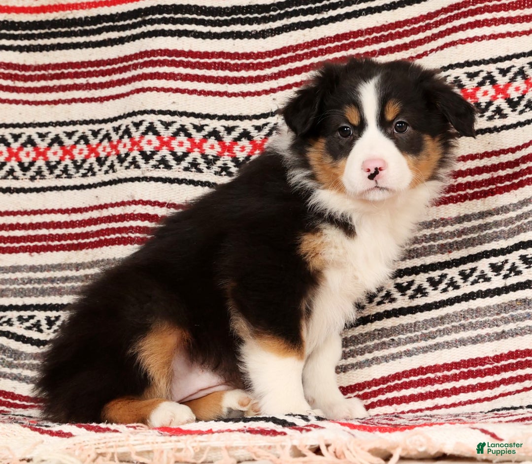 Australian Shepherd dogs for sale: Bonnie - Ad 7