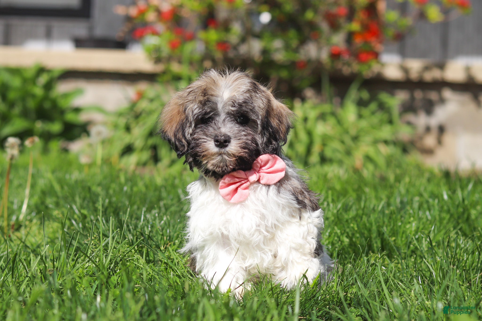 Havanese dogs Susie - Ad 1