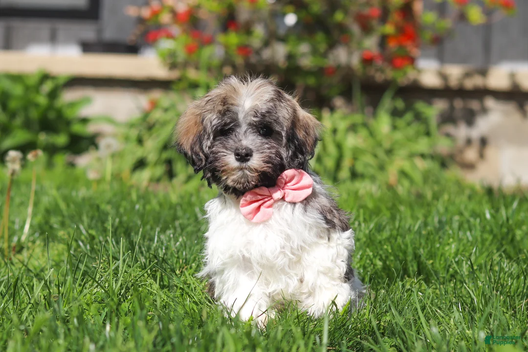 Havanese dogs for sale: Susie - Ad 1