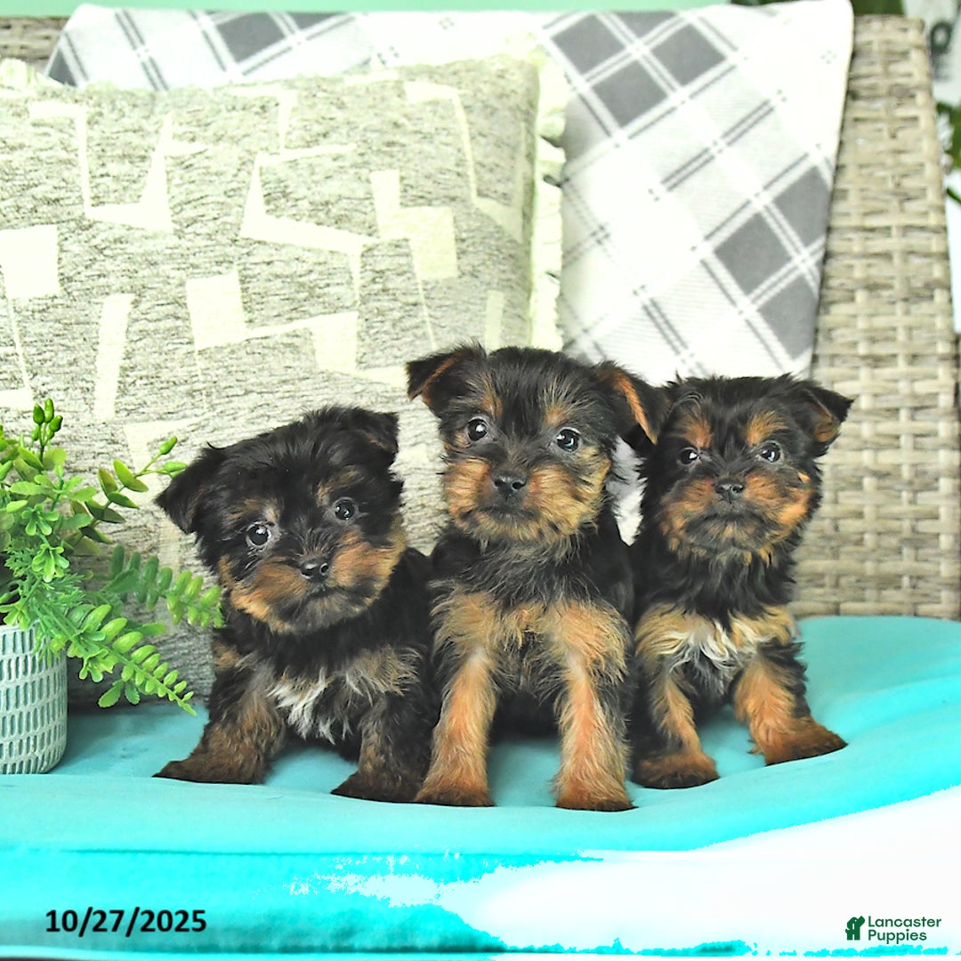 Yorkshire Terrier dogs for sale: Kelly - Ad 3