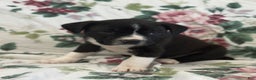 Mixed Breed dogs for sale: Marshall - Ad 5