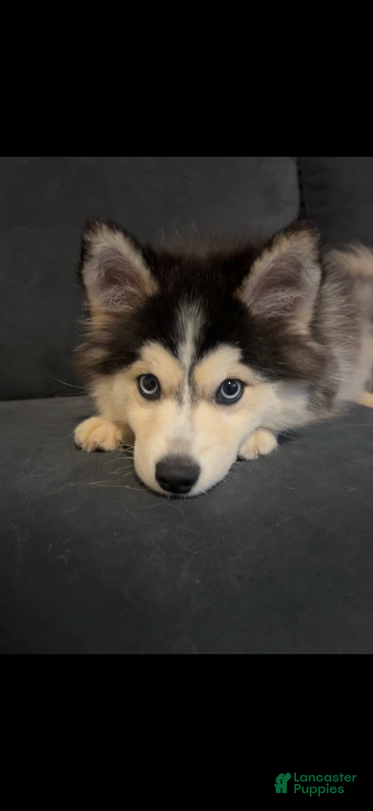 Mixed Breed dogs for sale: Freya - Ad 1