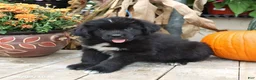 Newfoundland dogs for sale: Teddy Bear - Ad 4