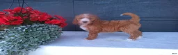 Goldendoodle dogs for sale: Kira - Ad 3