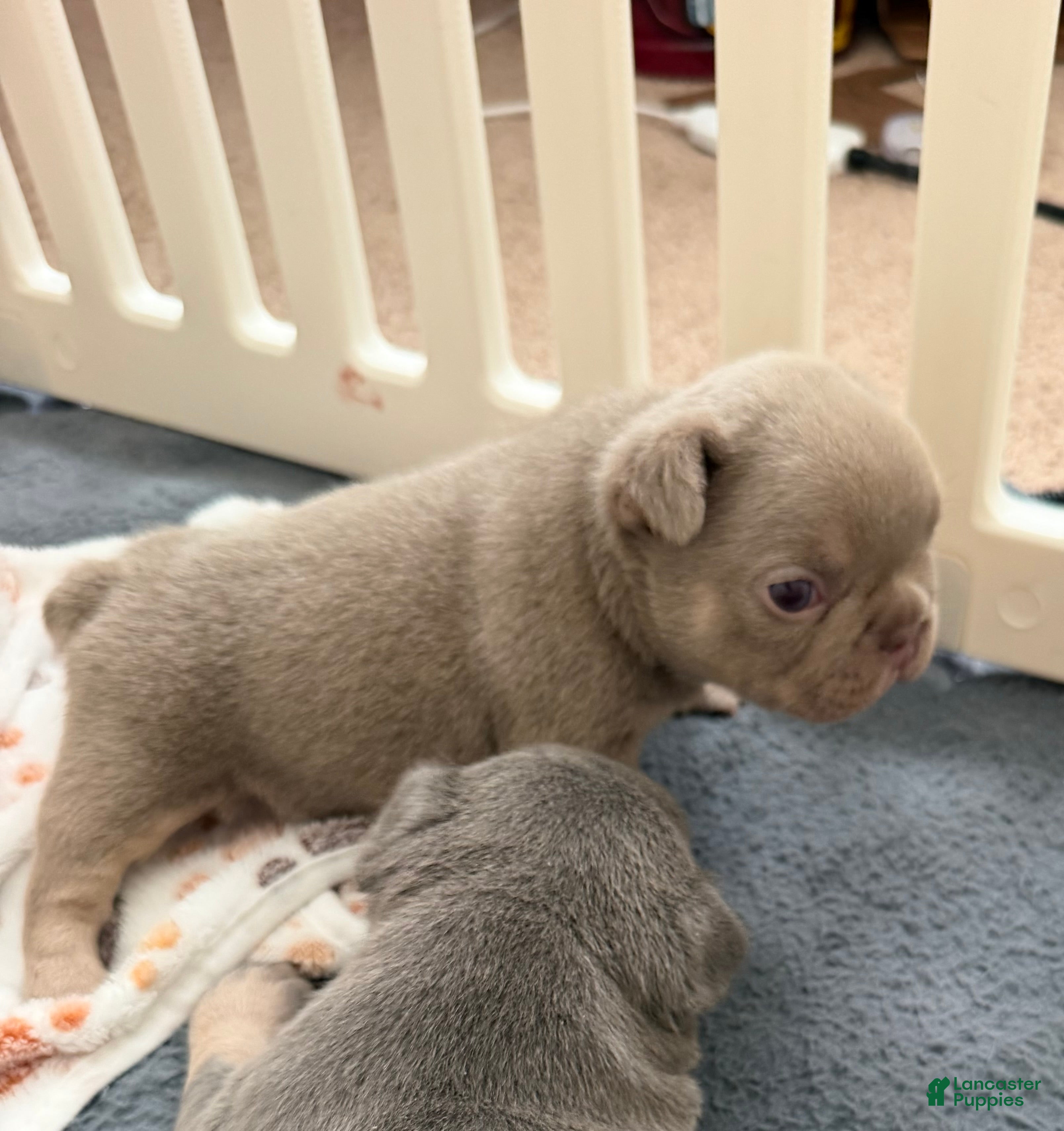 French Bulldog dogs for sale: Rocky - Ad 1