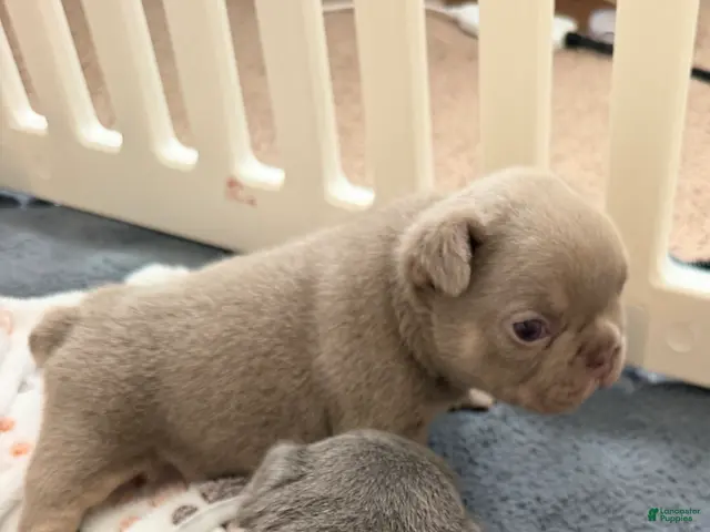 French Bulldog dogs for sale: Rocky - Ad 1