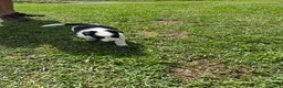 Mixed Breed dogs for sale: Squirrel - Ad 3