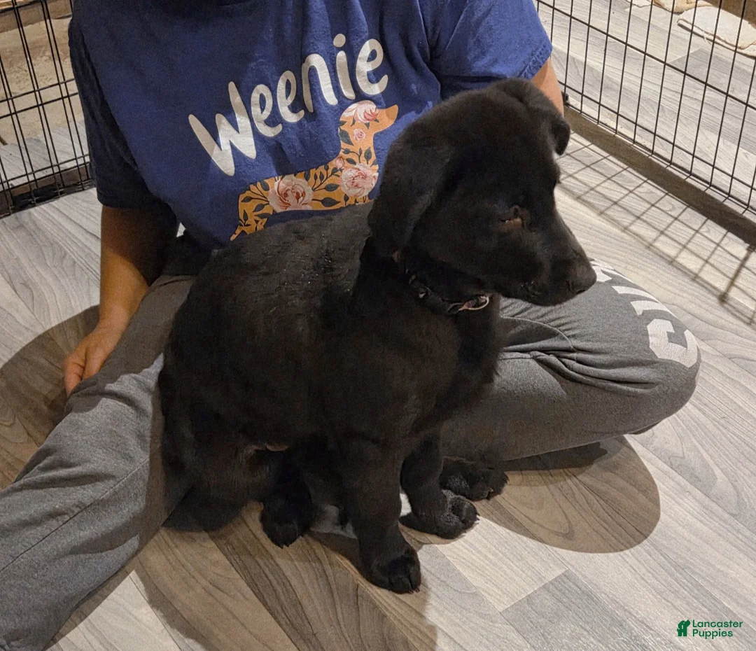 Mixed Breed dogs for sale: Golden shepherd white - Ad 6