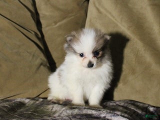 Pomeranian dogs Marie - Ad 7