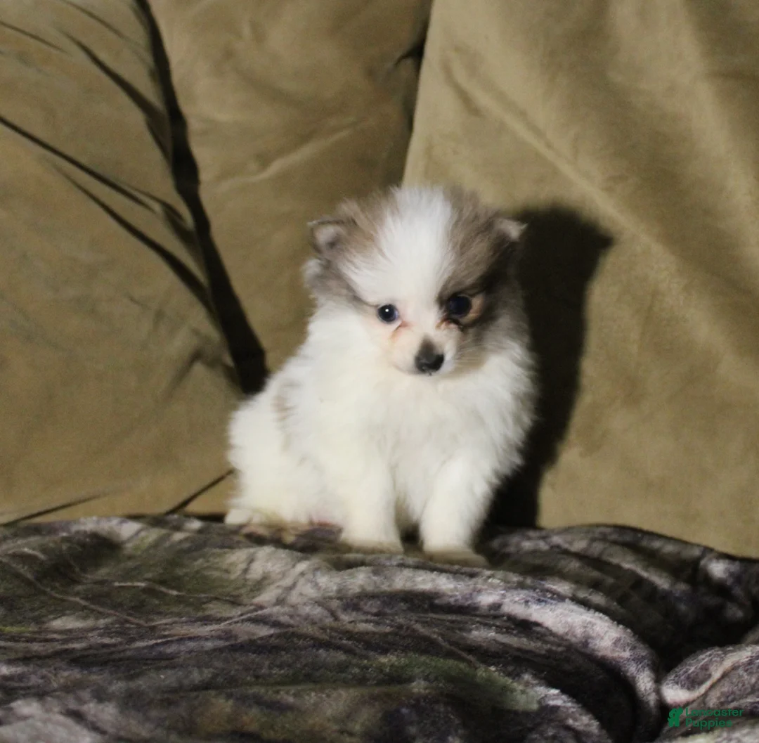 Pomeranian dogs for sale: Marie - Ad 1