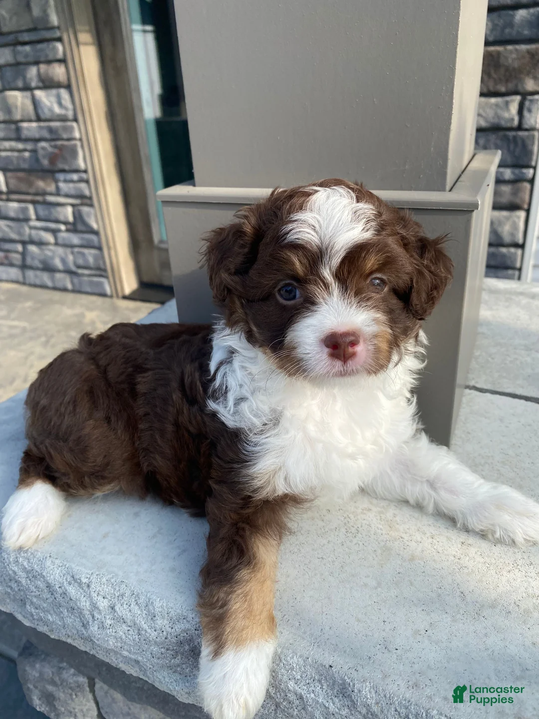 Mini Aussiedoodle dogs for sale: Charli - Ad 13