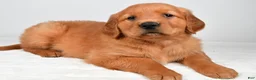 Golden Retriever dogs for sale: Rose - Ad 9