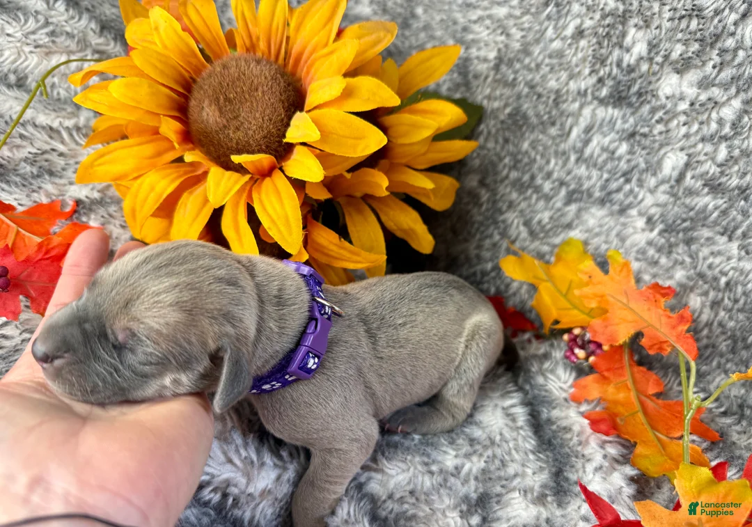 Great Dane dogs for sale: Blue fawn (Heavy Euro) - Ad 19